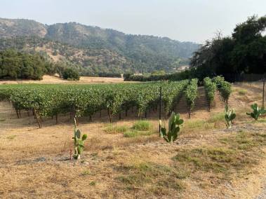 vineyard toward creek